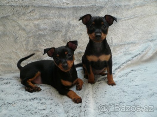 Prague Rattler